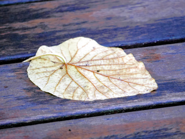 圖片-05.jpg