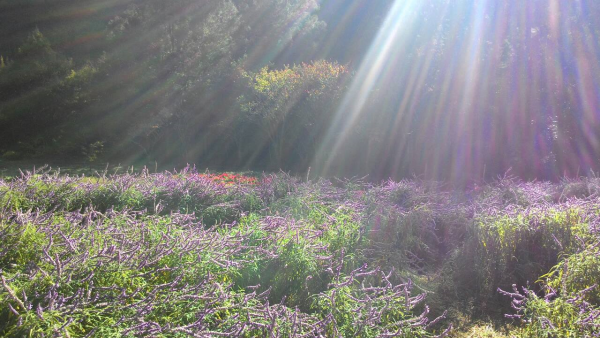 圖片-12314155_1692882527664928_8668844353165292670_o.jpg